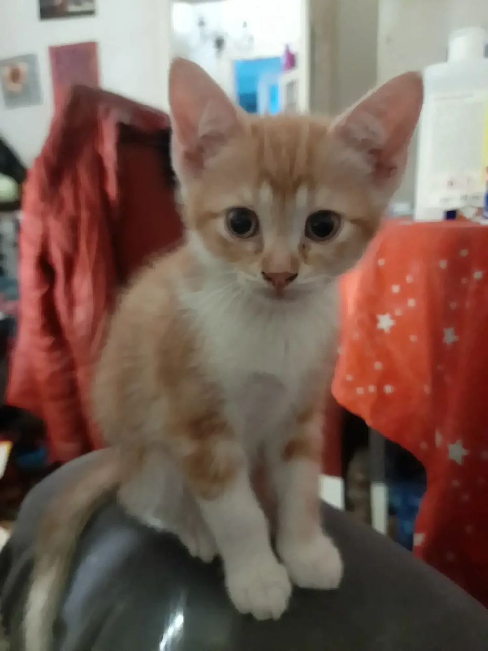 Lebendige Americanshorthairmixkätzchen