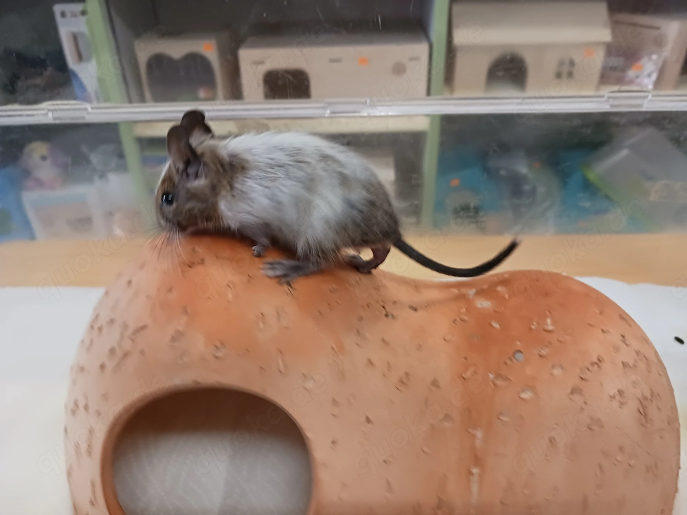 Besonders schöner Degu-Bub mit Papa