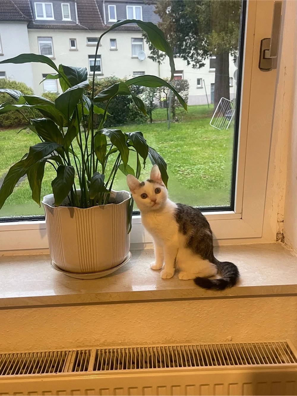 Mein Schon katze 