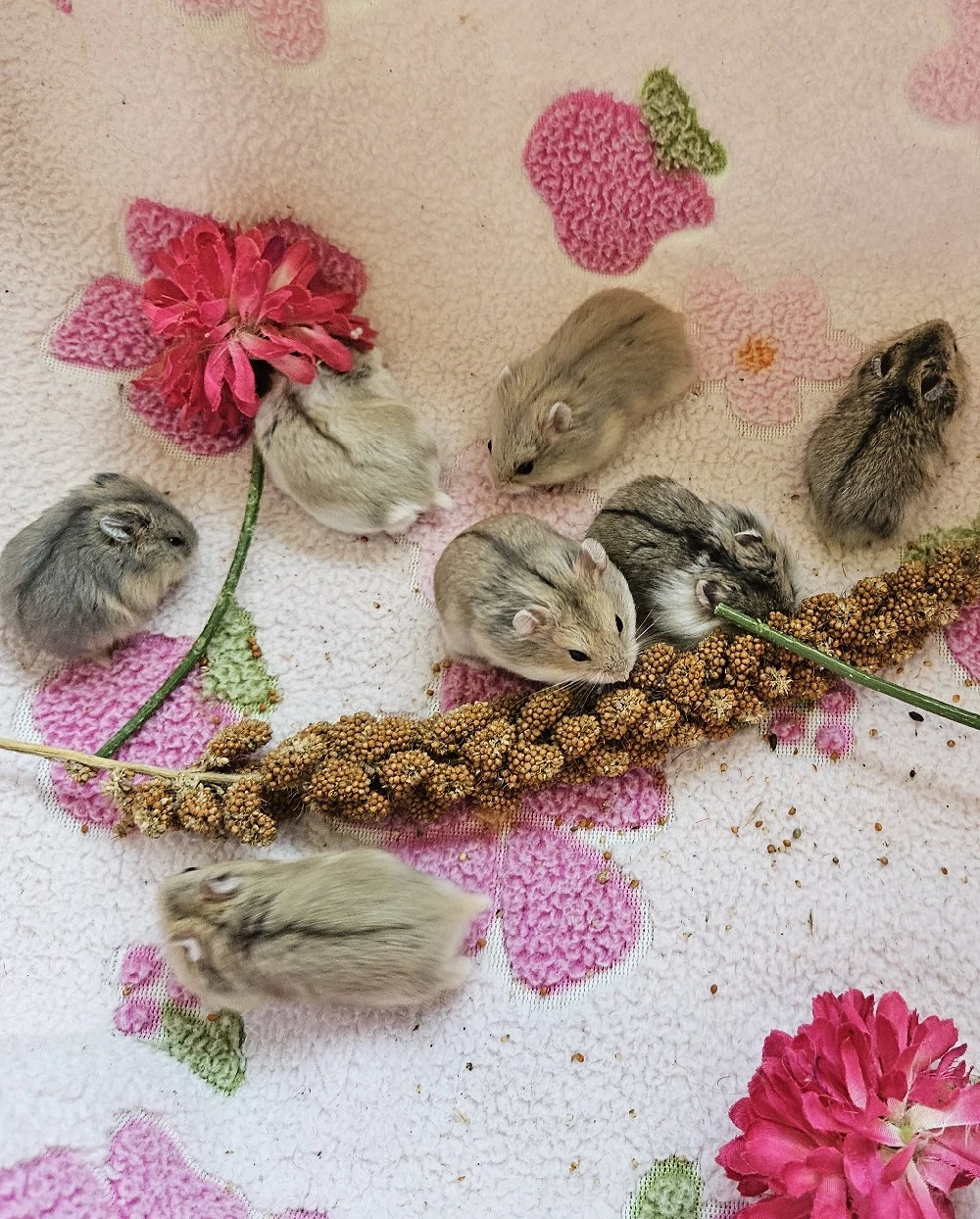 ** Handzahme Campbell Zwerghamster Babys ** Hamster Teddyhamster Goldhamster 