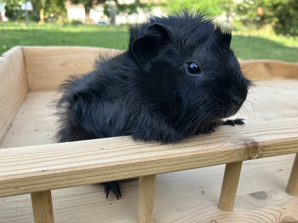 Lustiges Meerschweinchen Rosettenböckchen "Midnight" sucht ein neues Zuhause