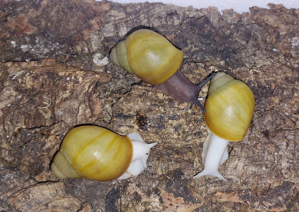 Ovum Albina, Achatschnecken Jungtiere