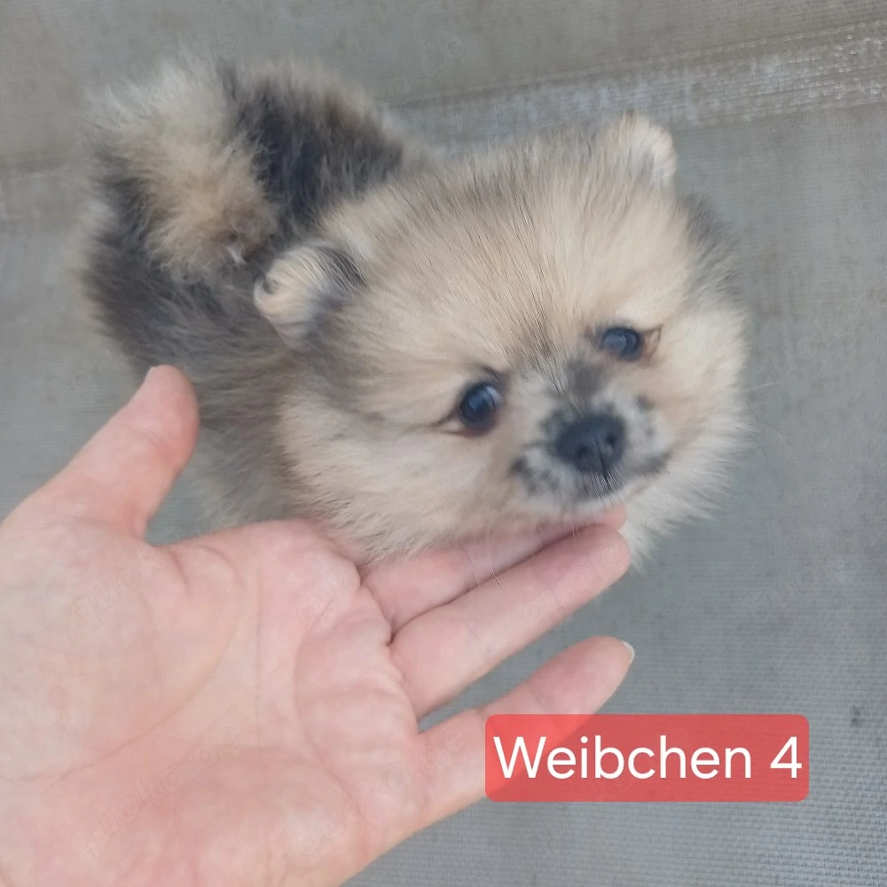 2 Süsse Pomeranian Zwerge Weibchen 