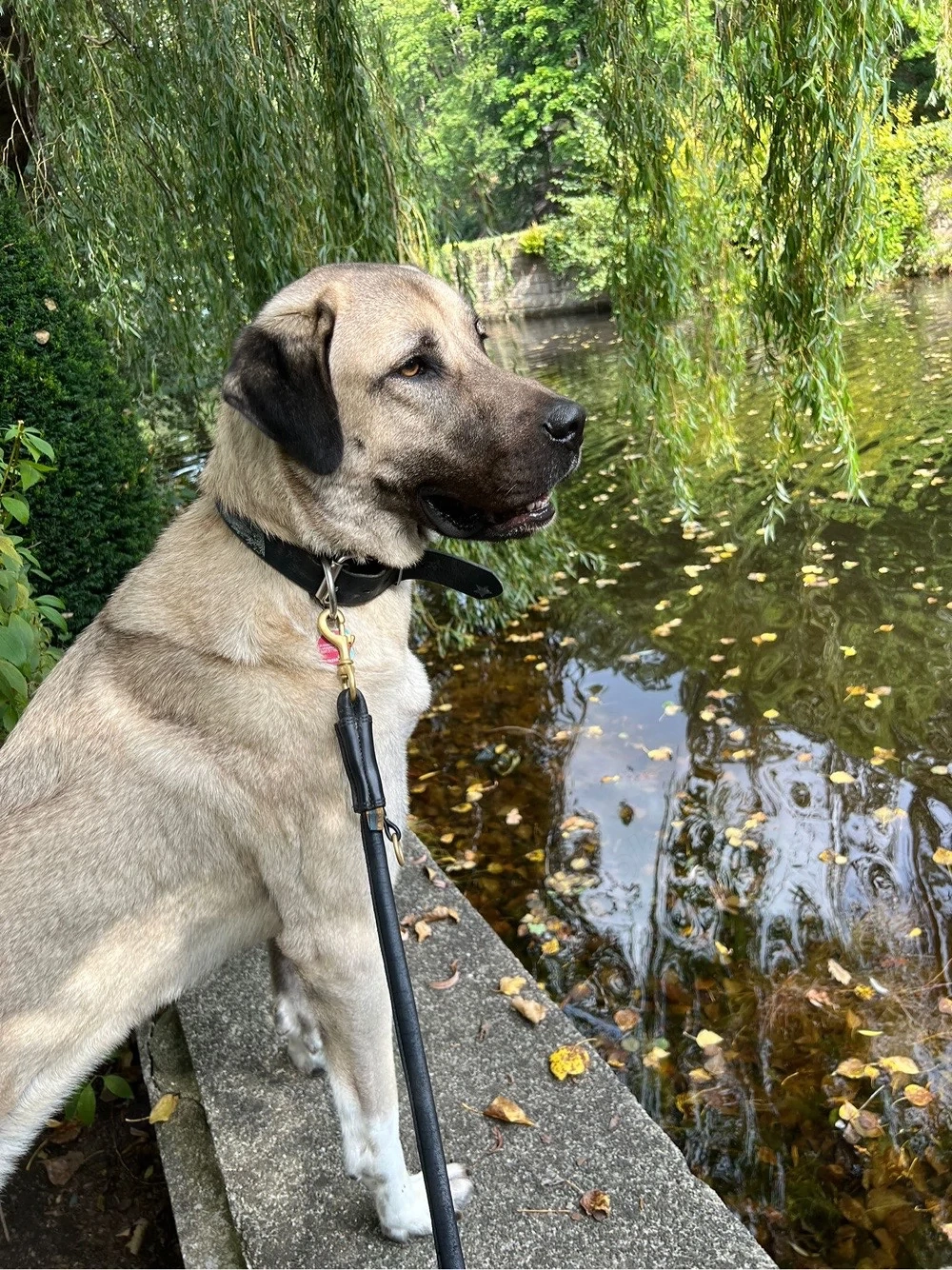 Liebe Kangal-Hündin sucht ein neues Zuhause   
