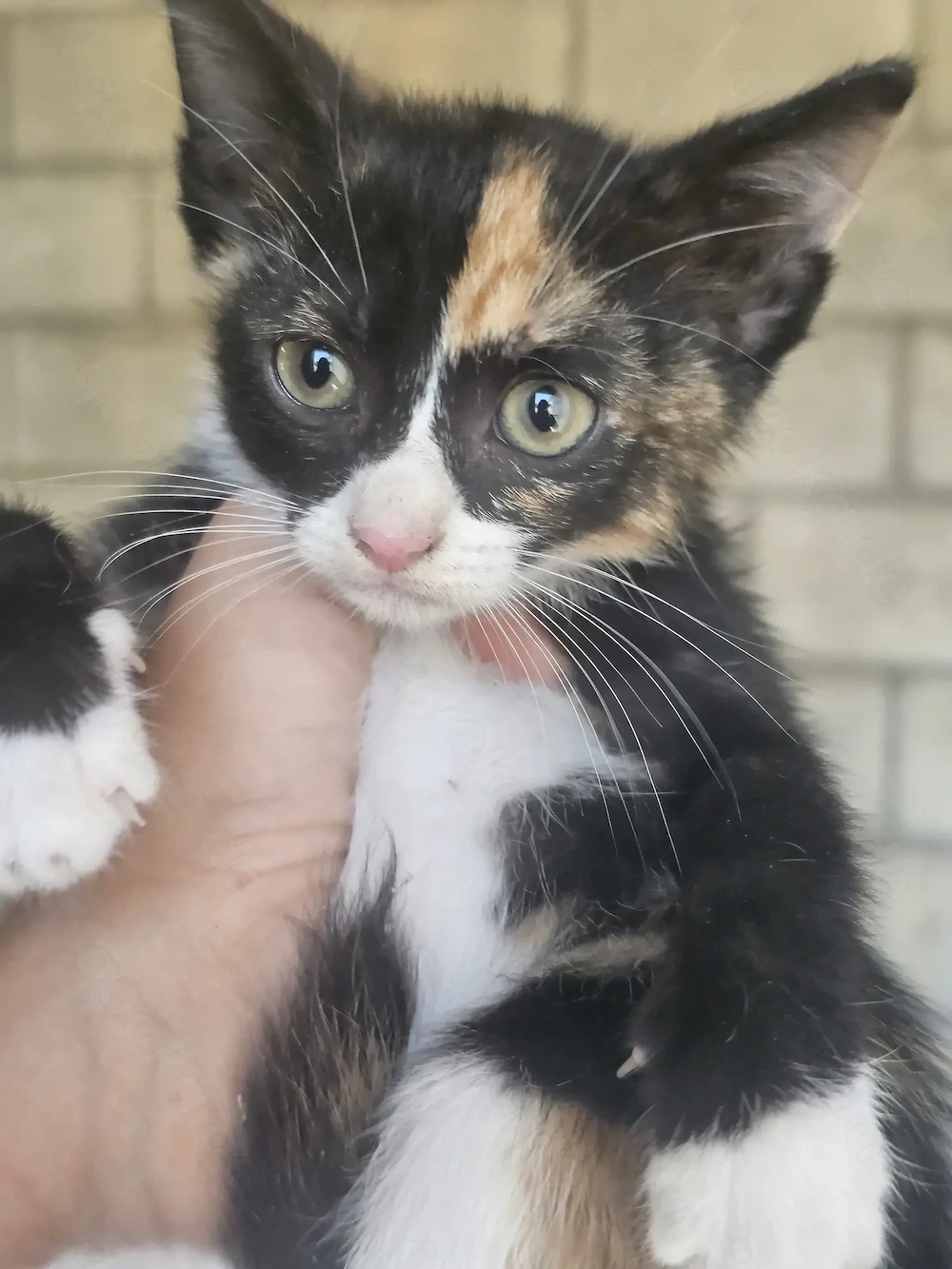 Kitten Katze Tierschutz Bundesweite Vermittlung 