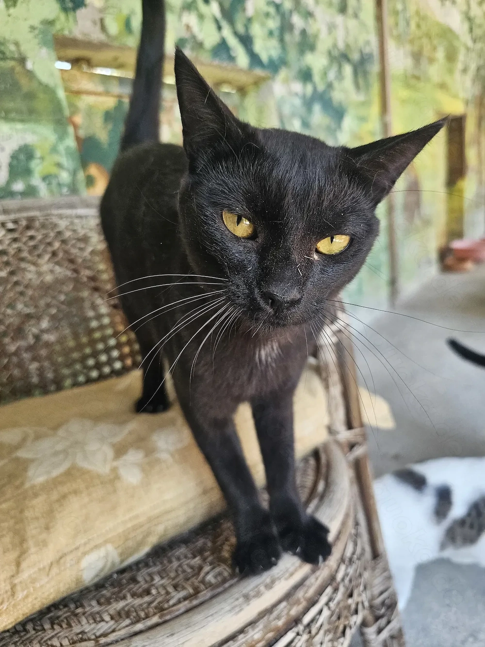 Katze Tierschutz kastriert Bundesweite Vermittlung 