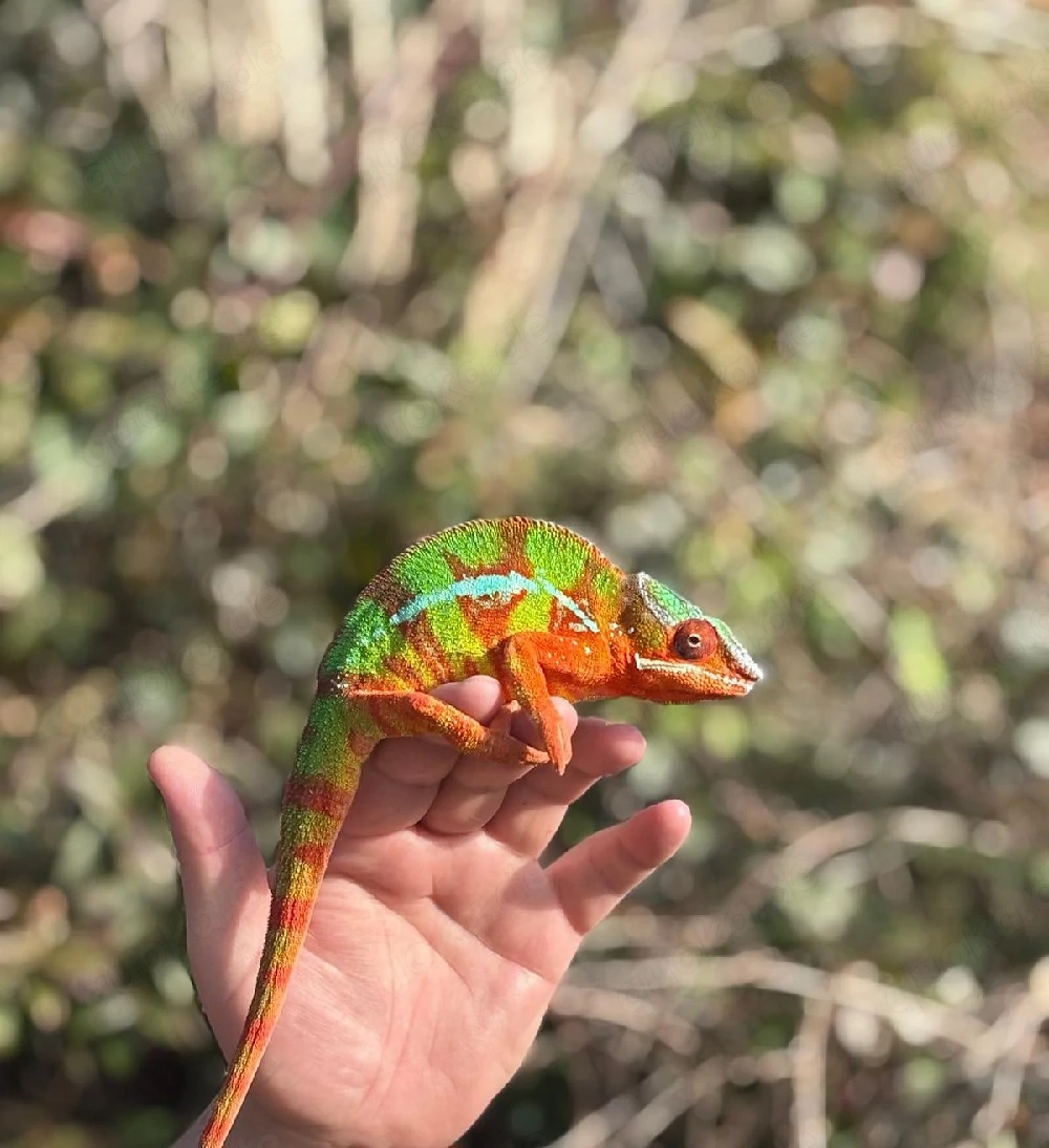 Furcifer Pardalis  Pantherchamäleon Männchen 