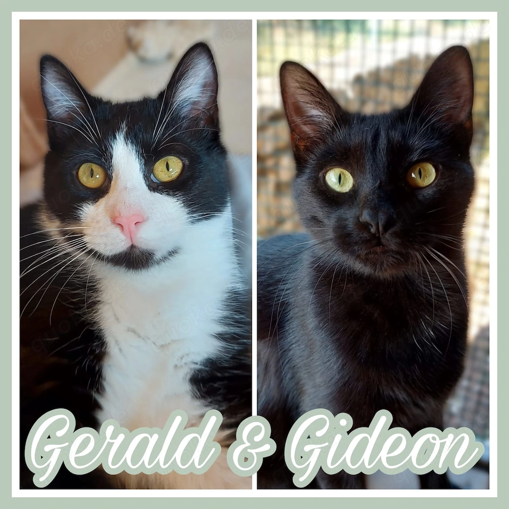  Gerald & Gideon 