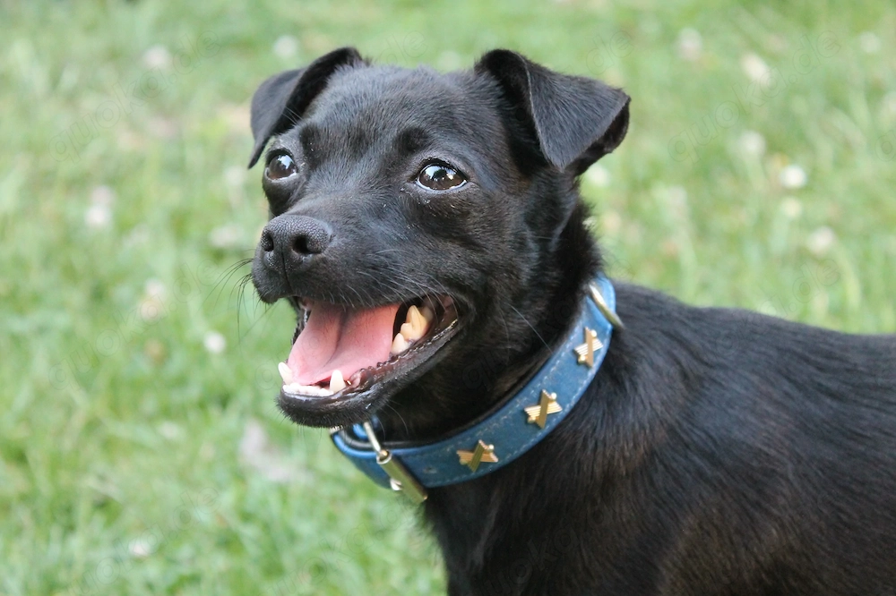 Chihuahua-Mix Tieger, geb. Sept. 2025