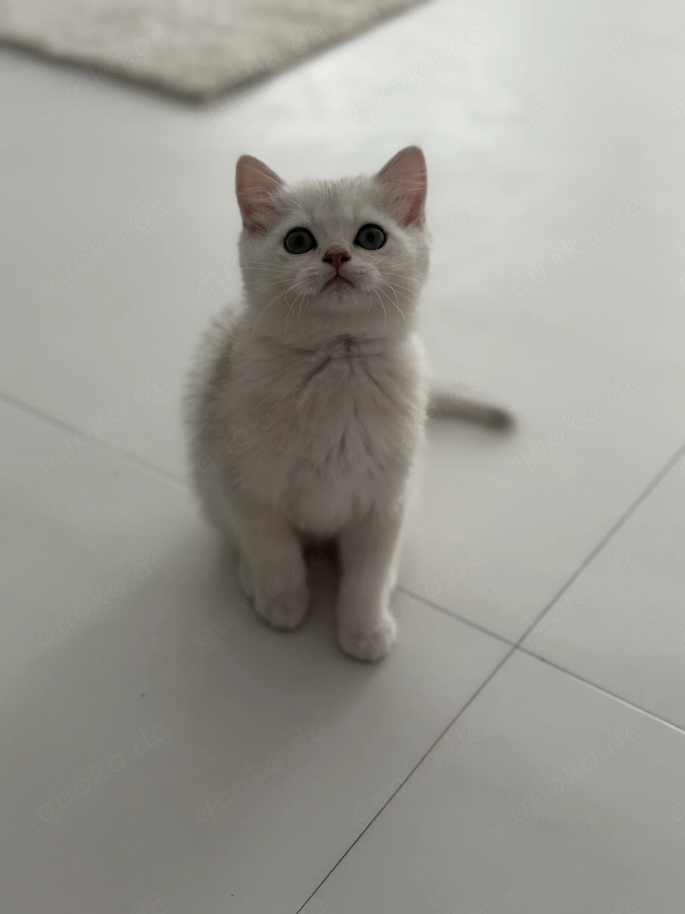 BKH Kitten Junge   liebevoll aufgezogen, sucht ein neues Zuhause 