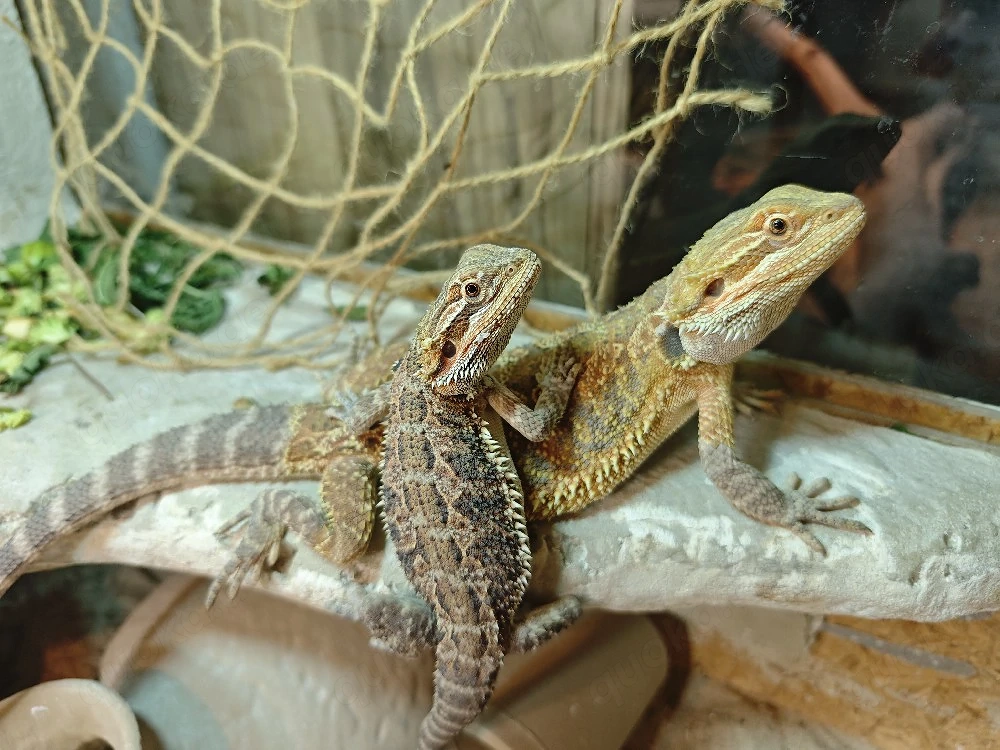 2 Bartagamen (Pogona vitticeps) abzugeben   ca. 1 Jahr alt
