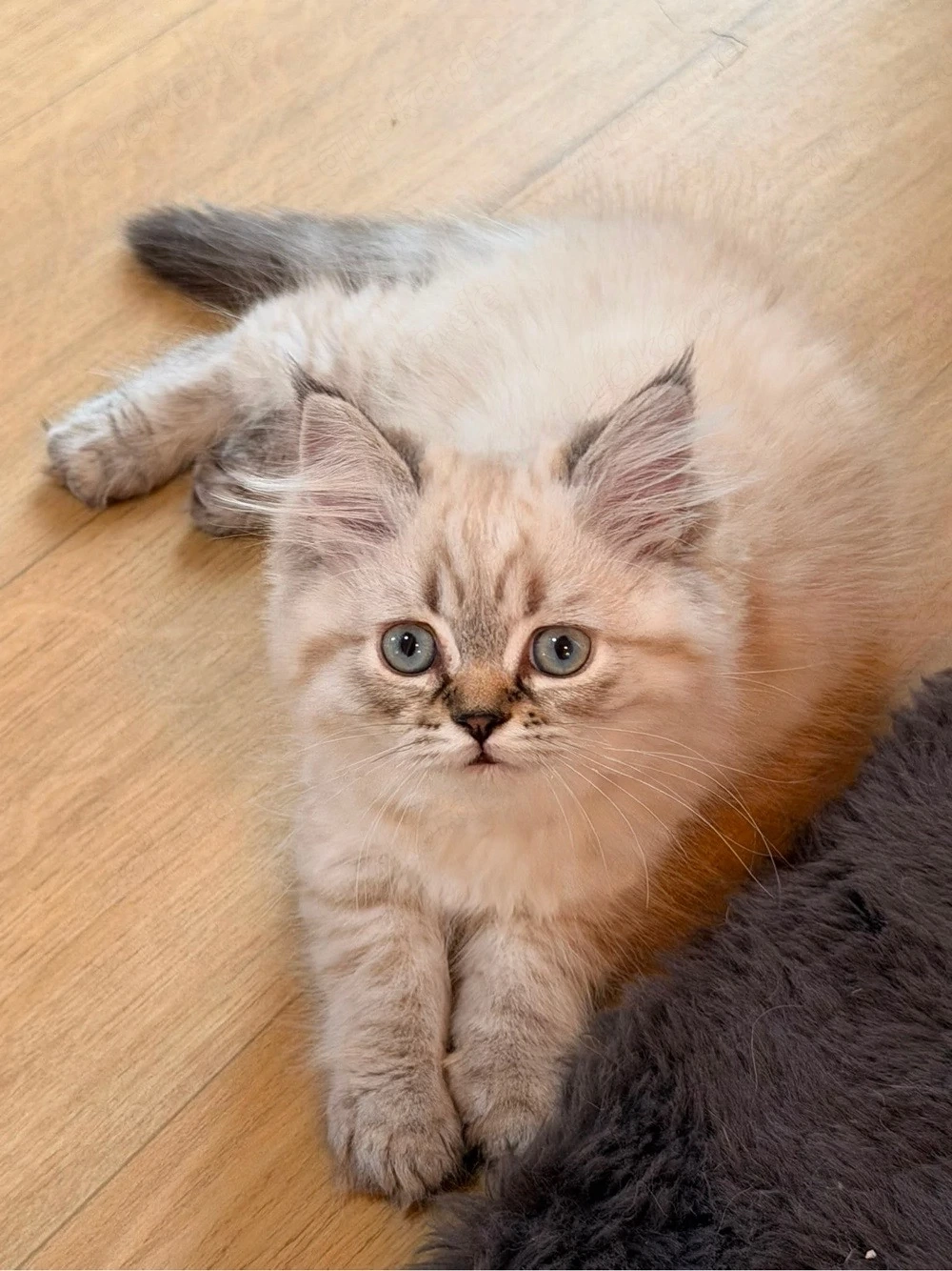     Britisch Kurzhaar & Langhaar Kitten   liebevoll aufgezogen