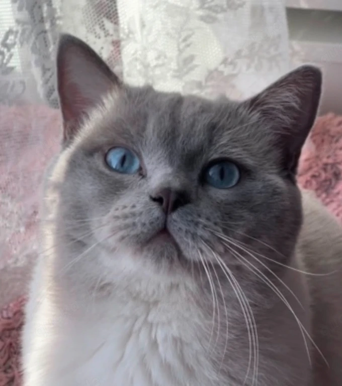 Wunderschöner Deckkater