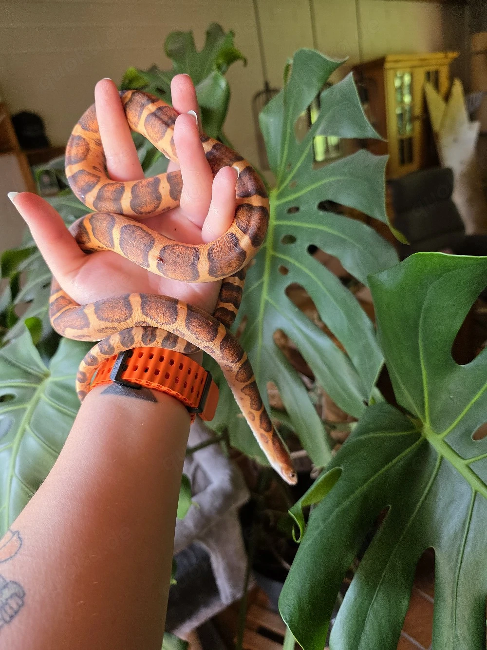 1.0. Scaleless kornnatter
