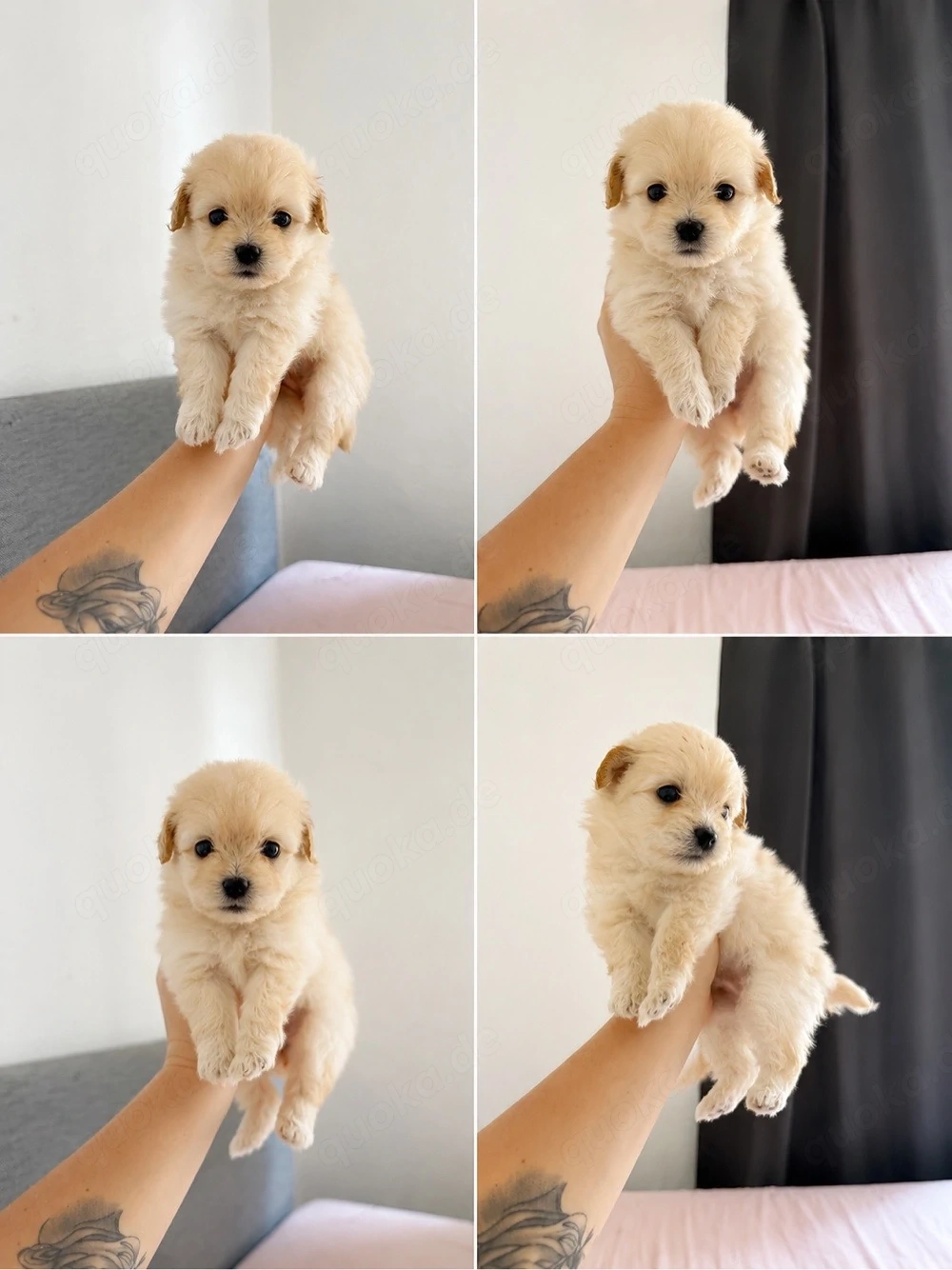     Pomapoo