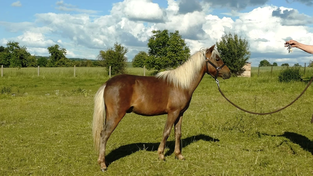 Deutsches Classic Pony