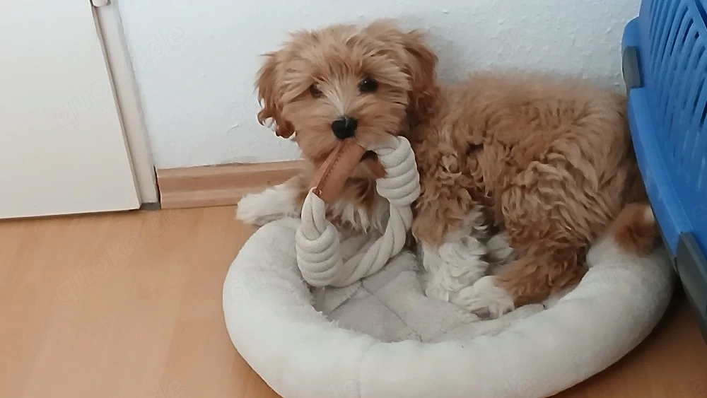 Cavapoo Havanser Mix
