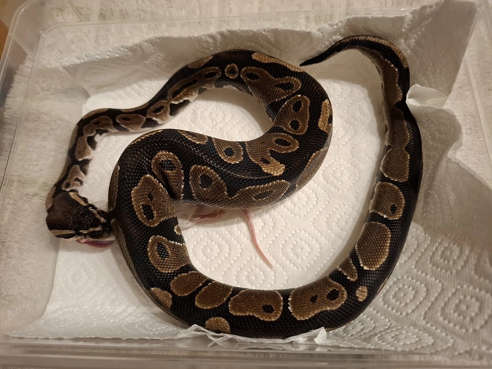 5 Königspythons zur Abgabe 