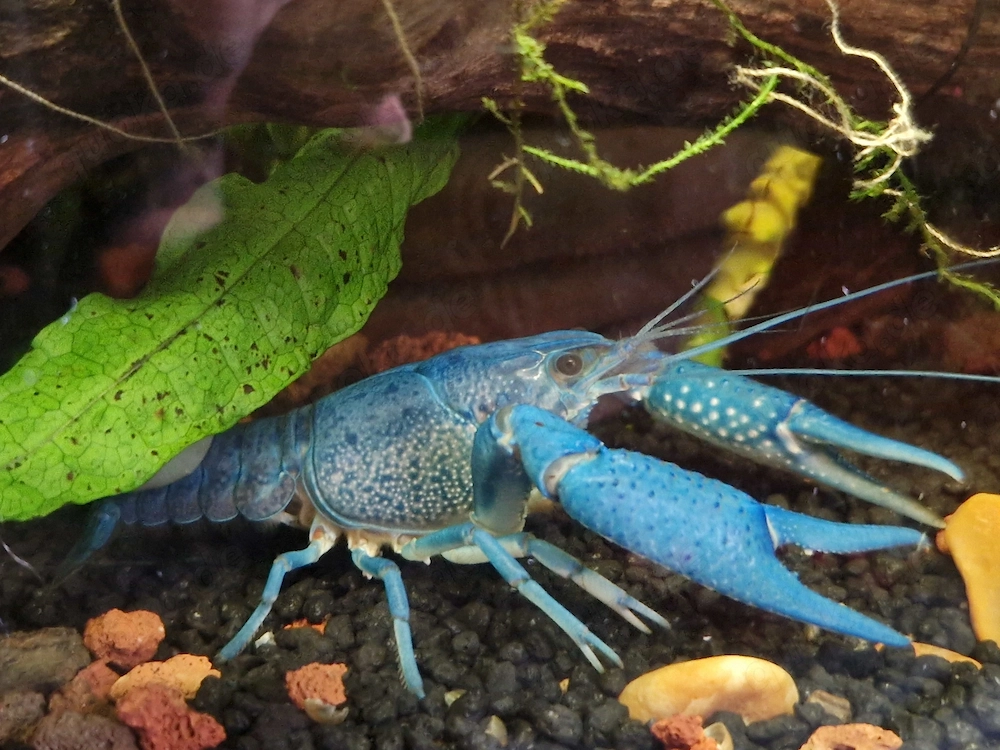 Blauer Floridakrebs