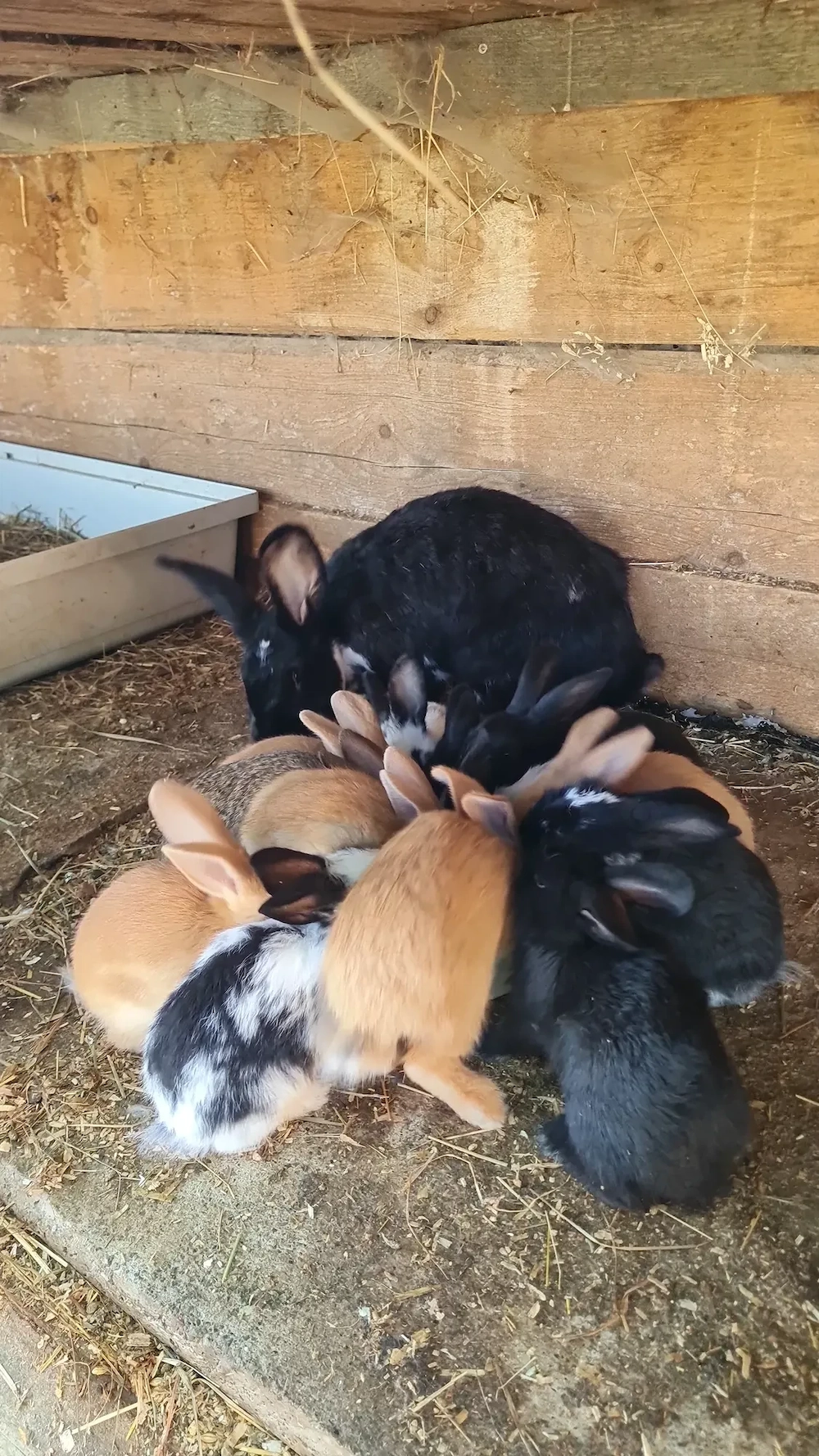 Stallhase Kaninchen 