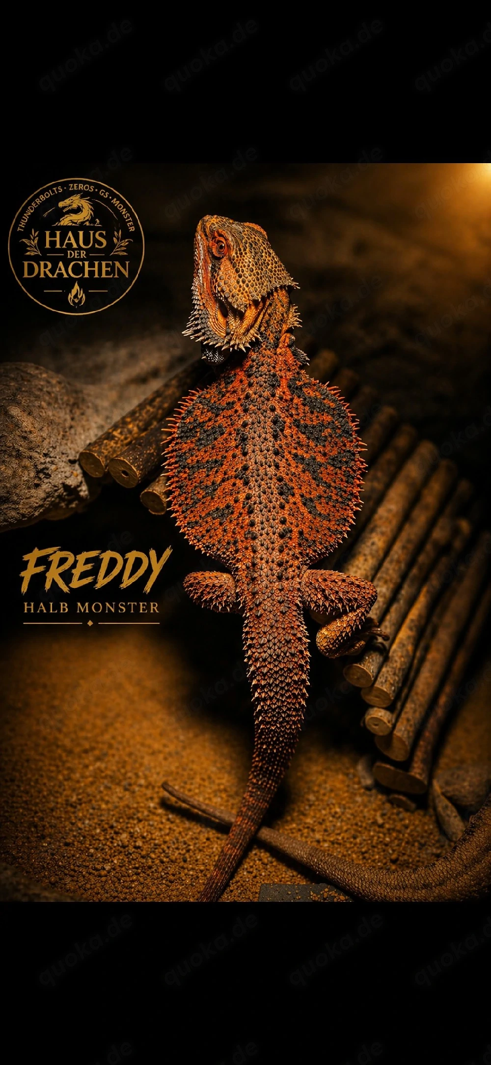 pogona vitticeps Bartagame - Herkunftsnachweis vorhanden - half Monster 