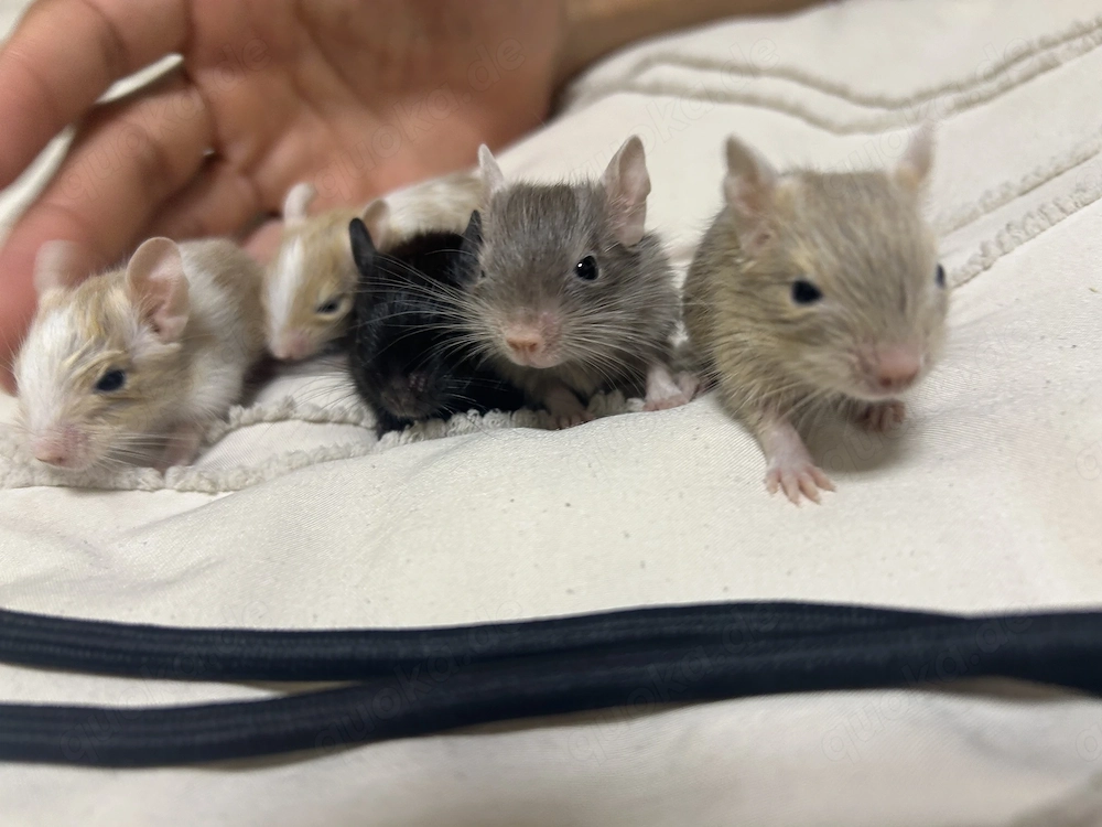 Degu Babys abzugeben 