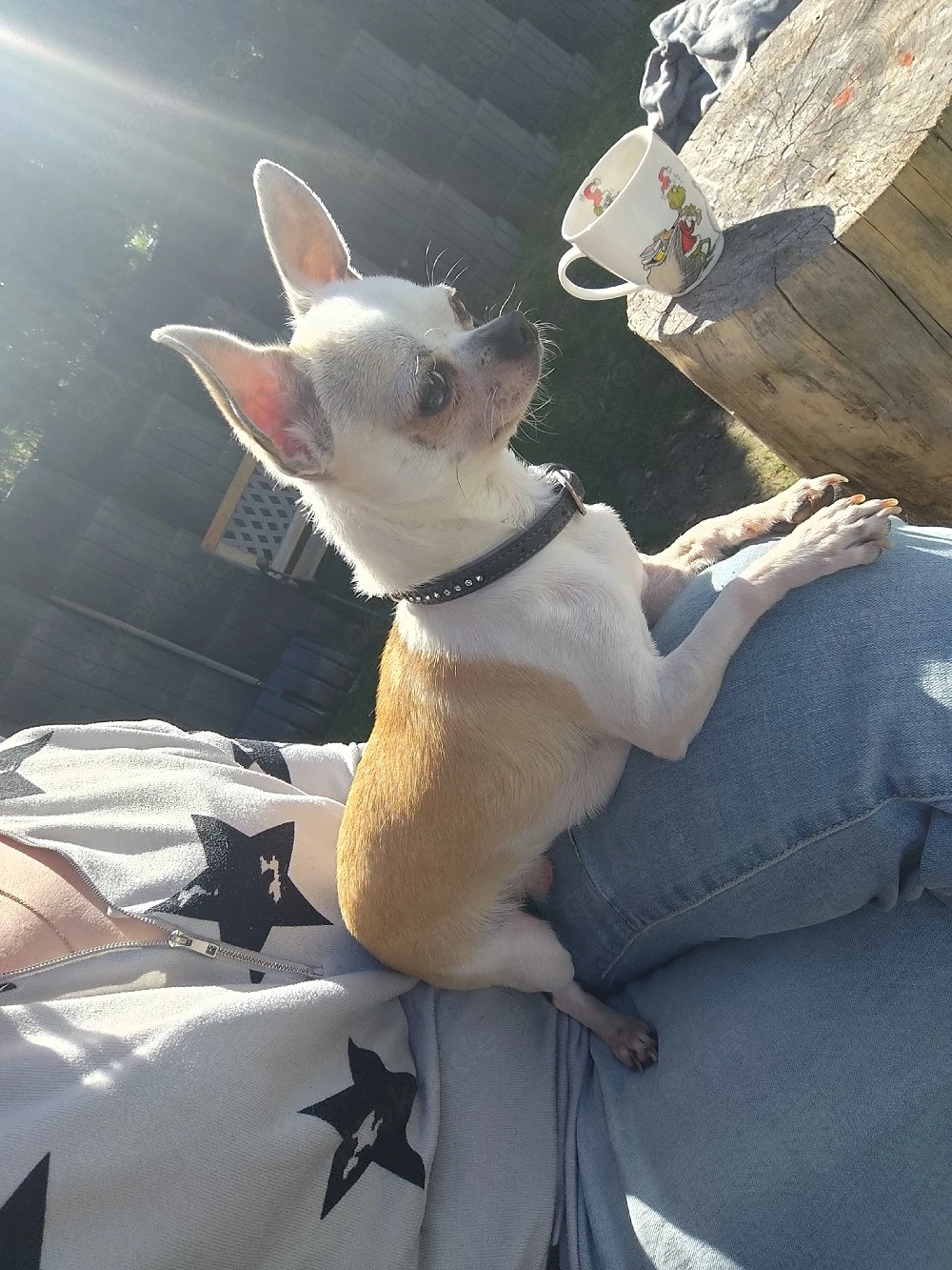Chihuahua Deckrüde 