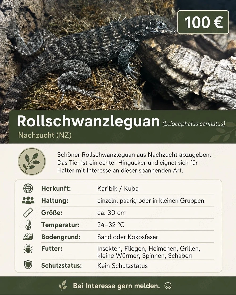 Hamm Rollschwanzleguan 0.0.1 Leiocephalus carinatus
