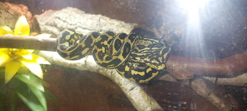 1,1 Teppichpython (Morelia spilota)