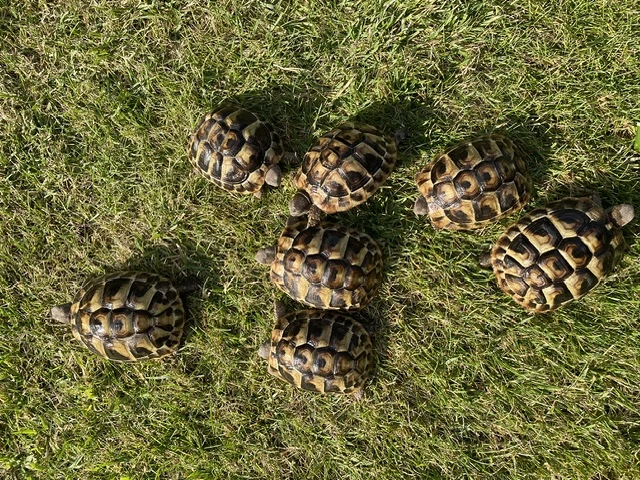 Griechische Landschildkröten