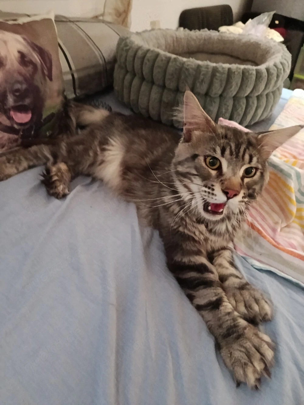 Deckkater Maine Coon Polydaktyl 