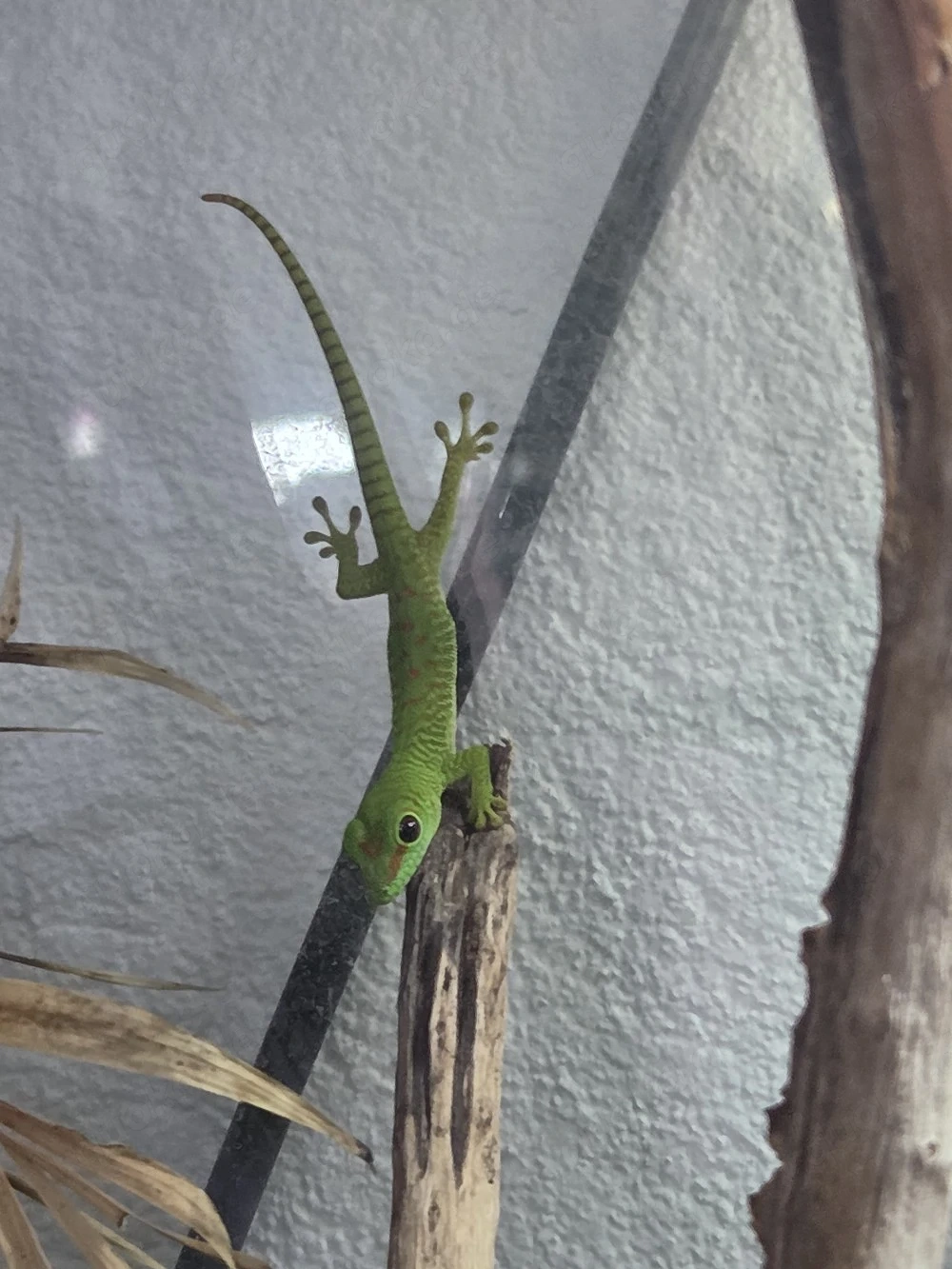 Madagaskar-Taggeckos