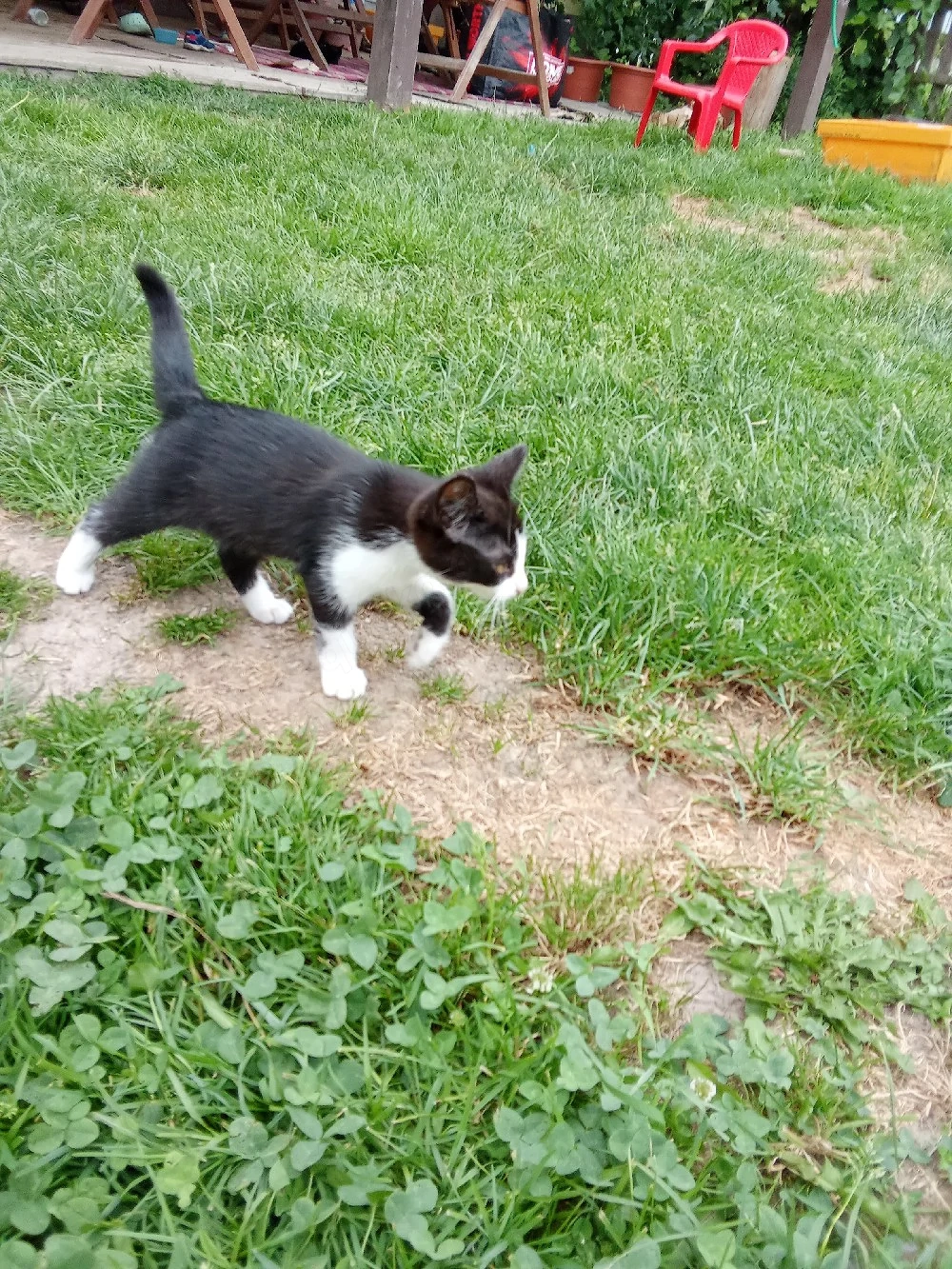 süße katze 