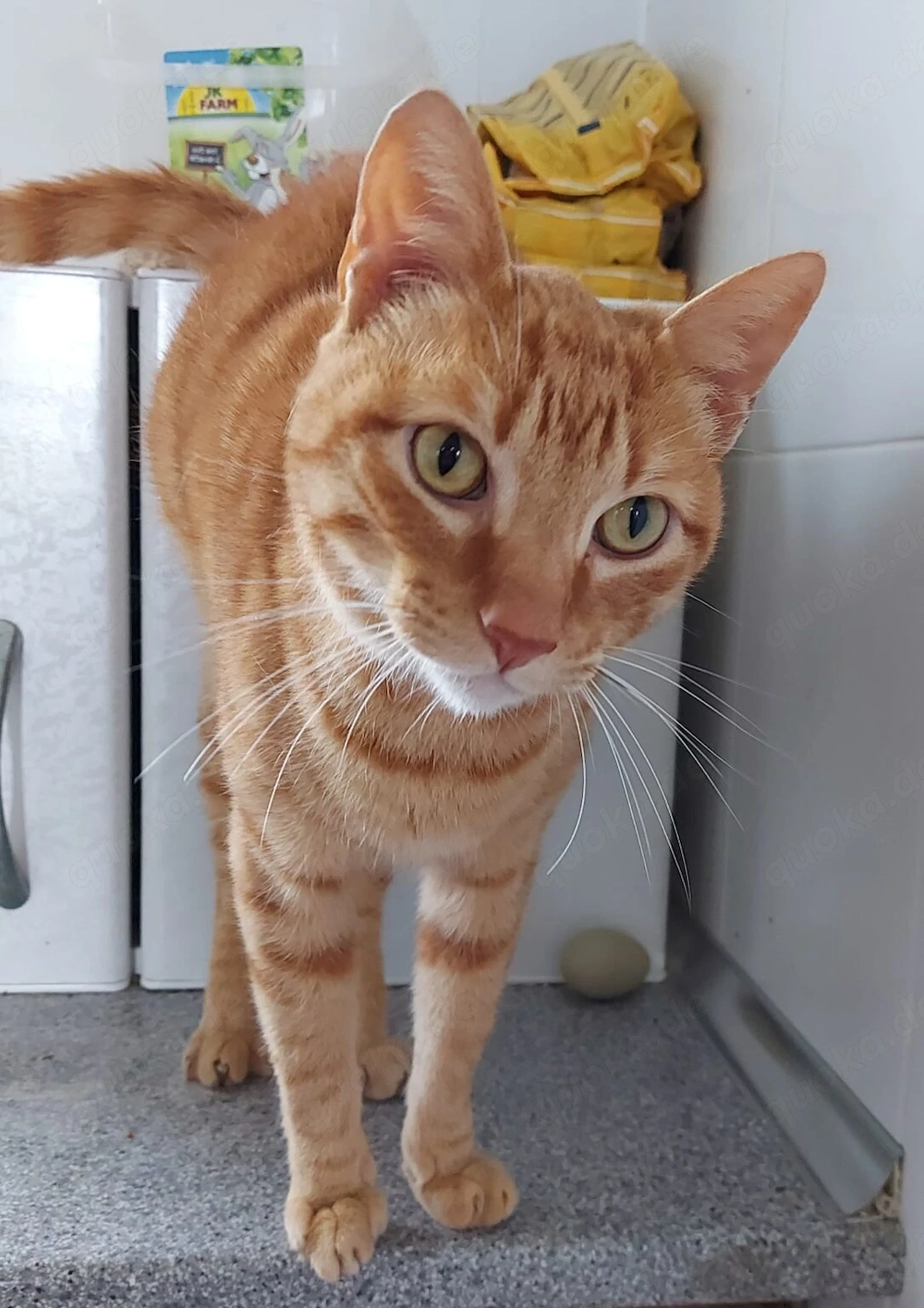 FOZ - bildschöner Rottiger-Kater