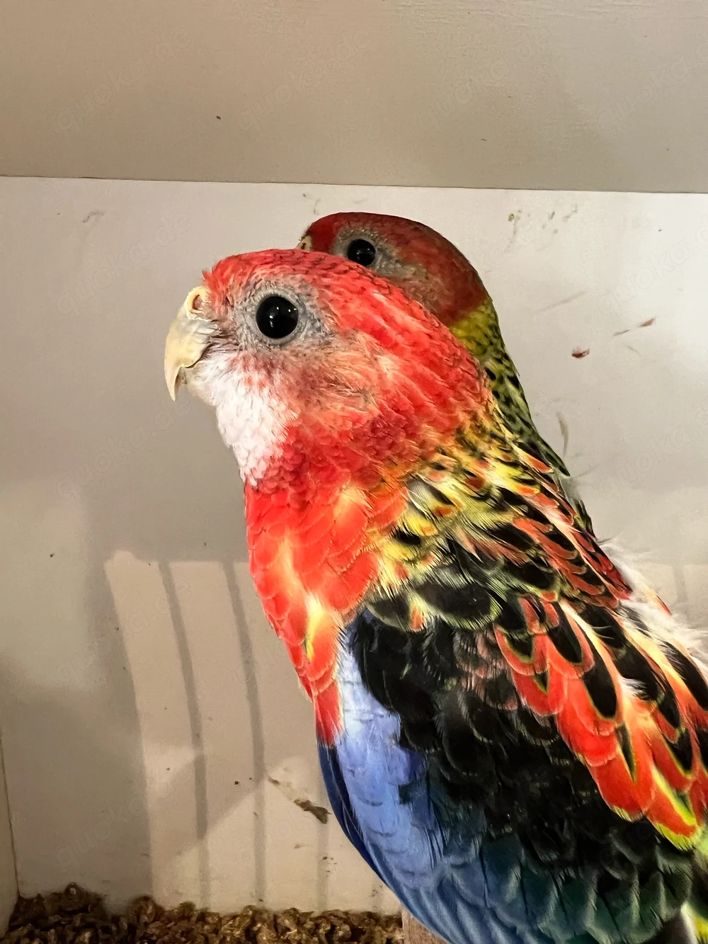Rosella sittich Prachtrosella