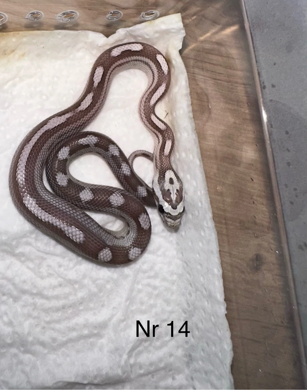 0.0.5 Kornnatter Nz26
