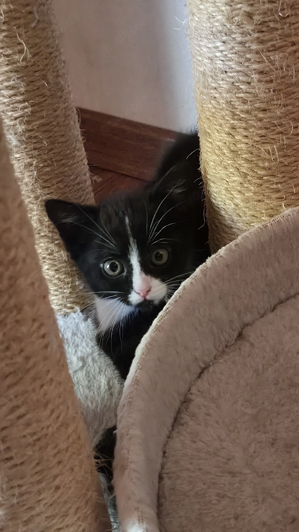 Süße Katzenbabys suchen ein neues Zuhause