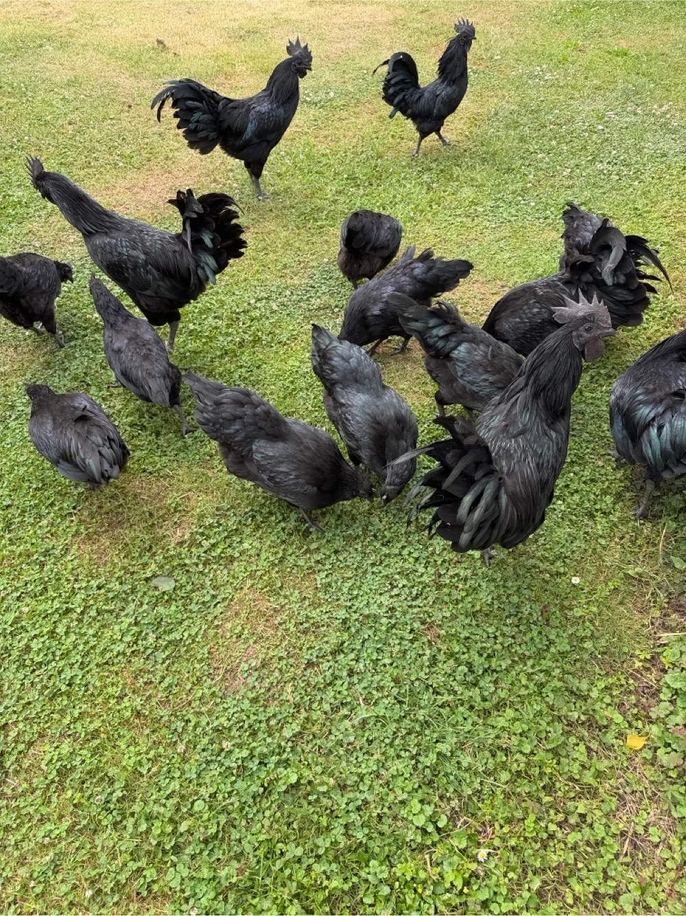 Ayam Cemani Bruteier, 10 Stück, Gute Qualität