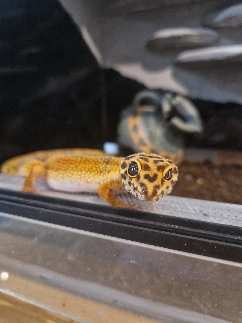 Leopardgecko Dame mit Terrarium 