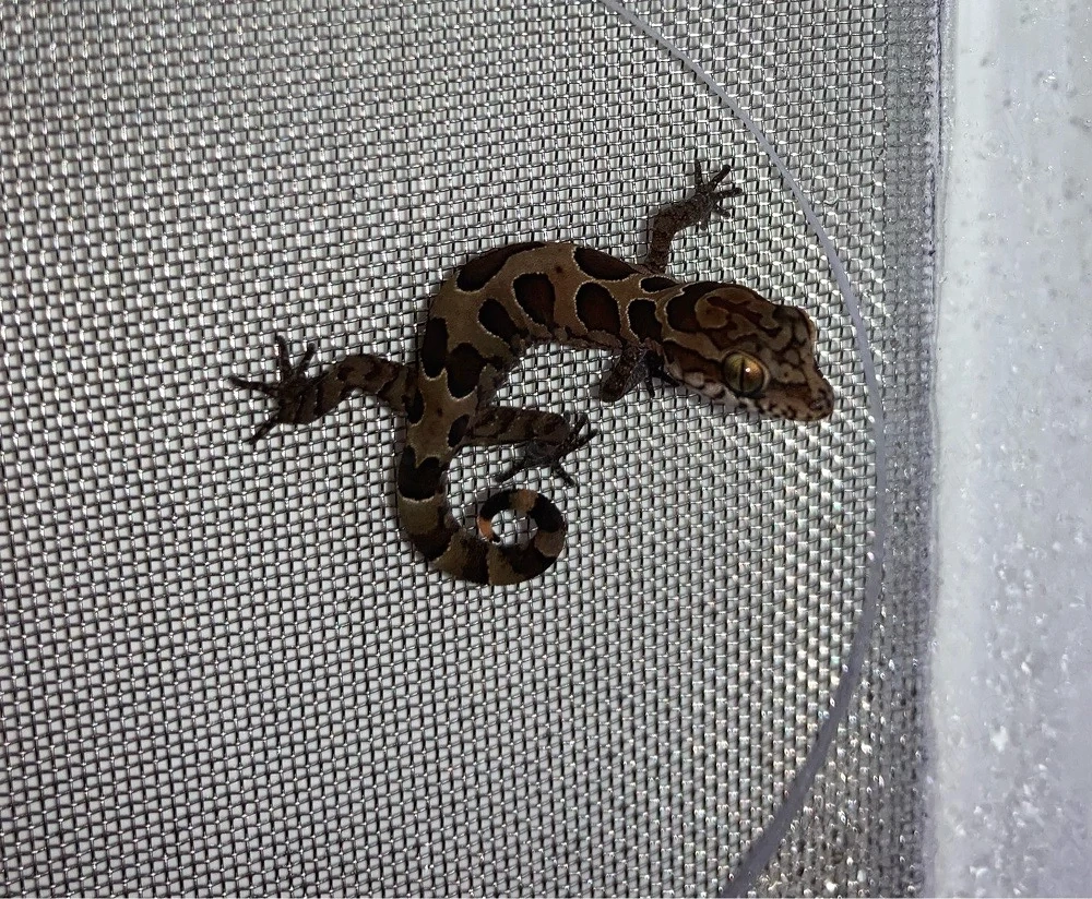 0,0,9 Cyrtodactylus nebulosus NZ 26