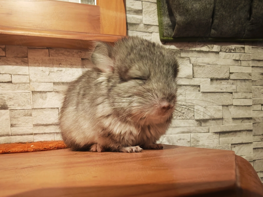 Chinchilla Brüder zur Abgabe! Preis auf Anfrage!