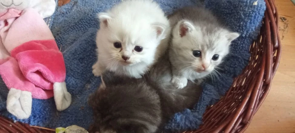 Britisch Langhaar MIX Kitten, 3 Monate, Freigänger