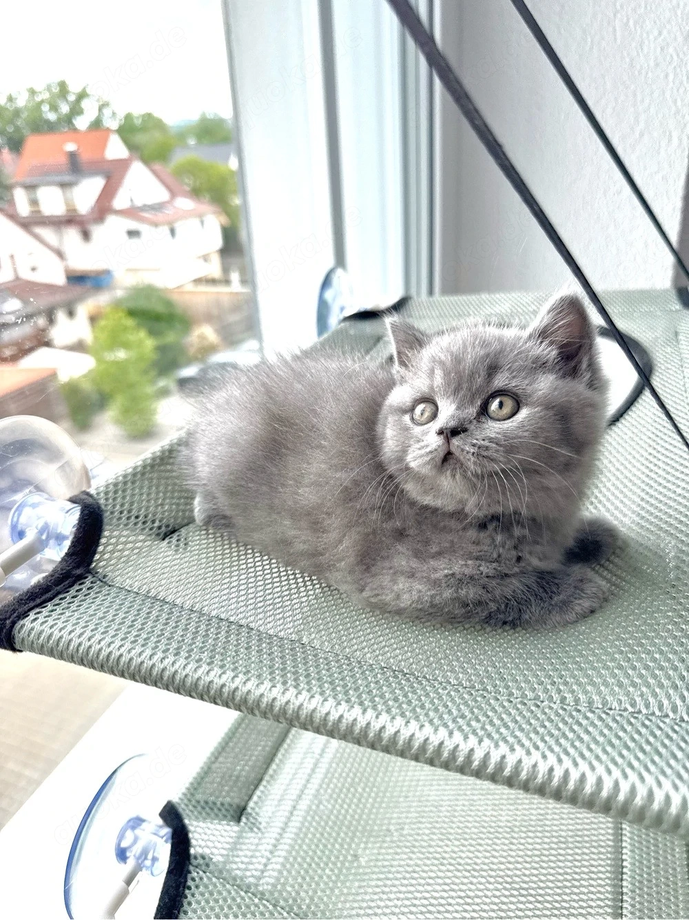 BKH-Kitten Blue