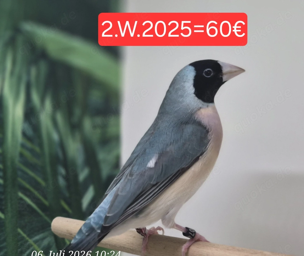 Gouldamadine