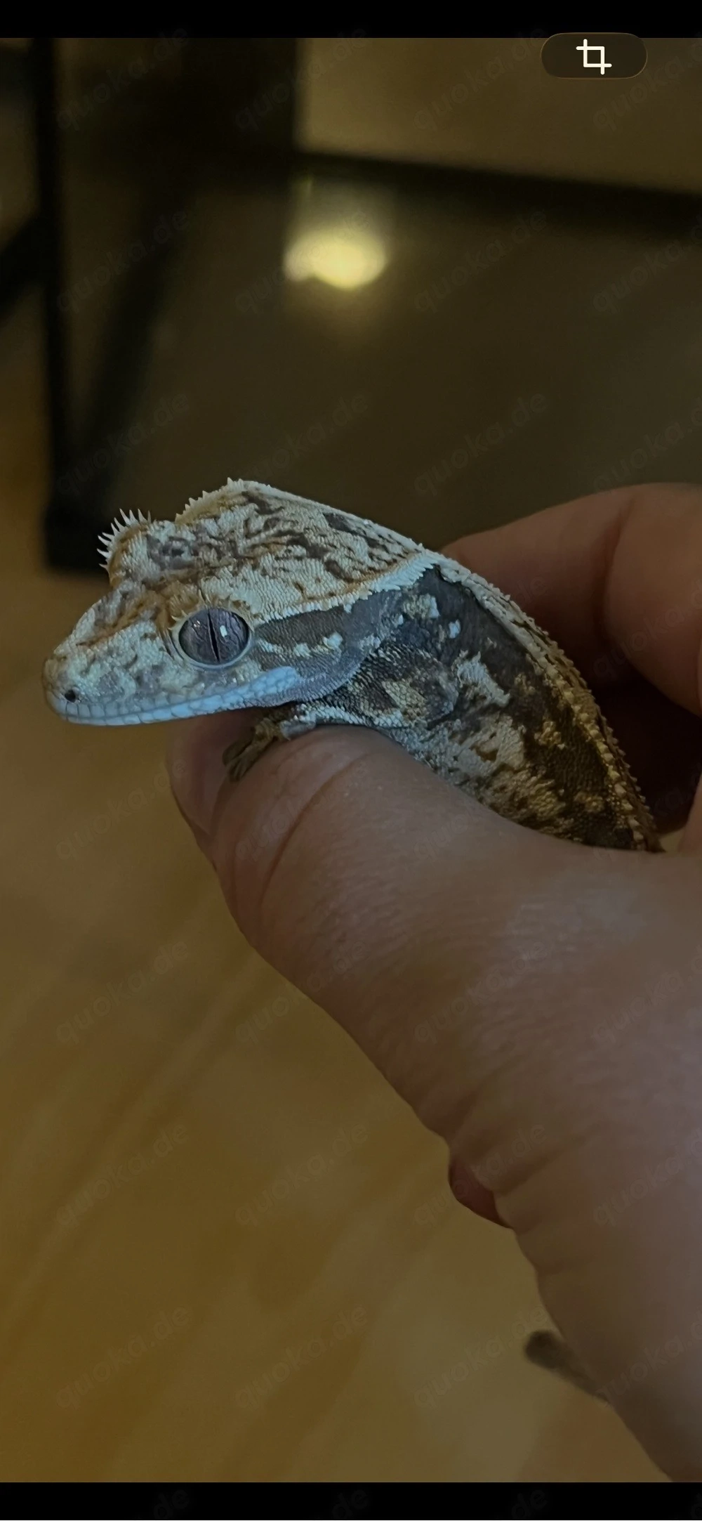 pet only fts Kronengecko vermutlich weiblich 