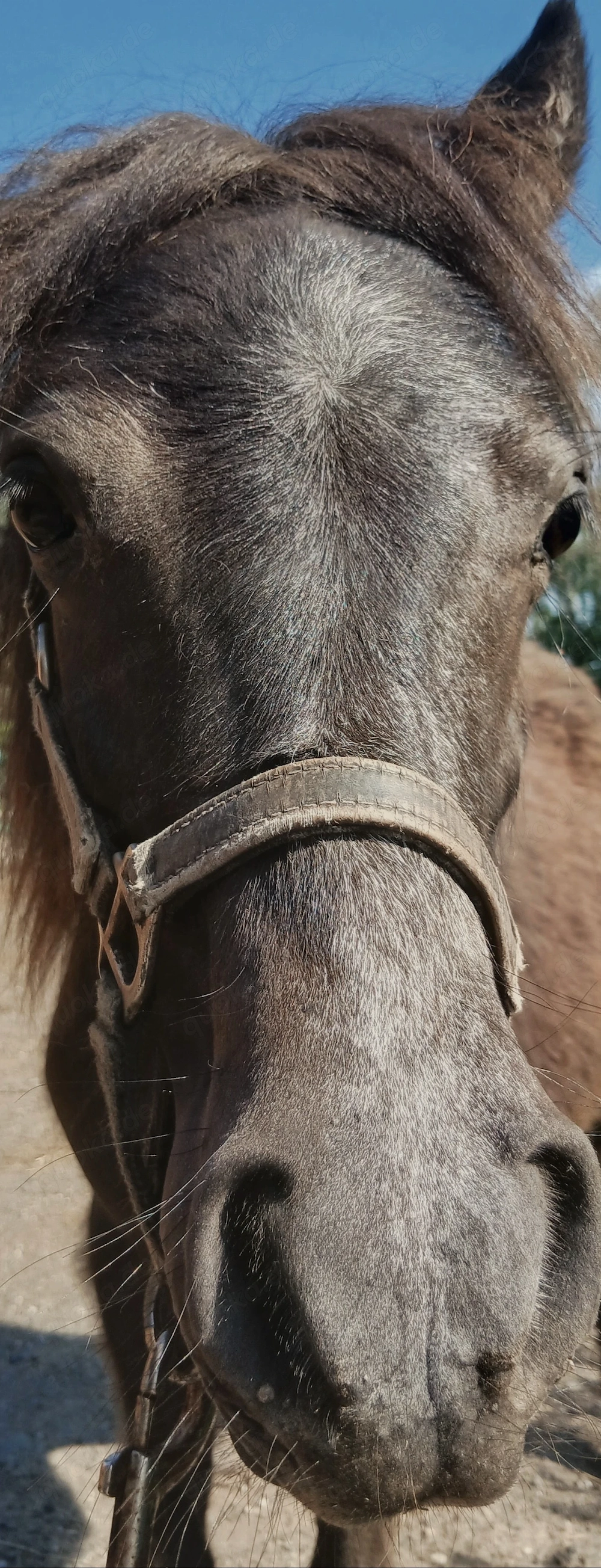 Pony Stute Rappschimmel Kinderpony 