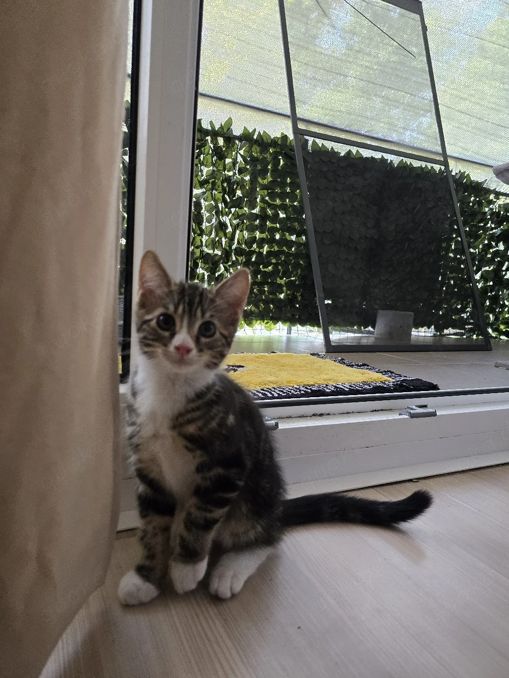 Süße Kätzchen suchen ein neues Zuhause