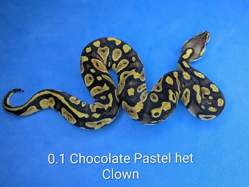 0.1 Chocolate Pastel het Clown 