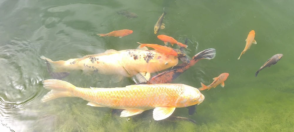 Wunderschöner Koi