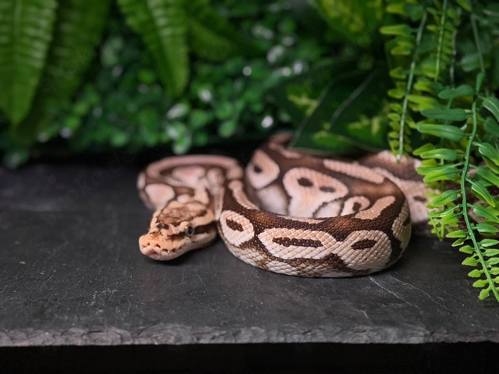 python heat clown pastell belly Adult weibchen 2019 